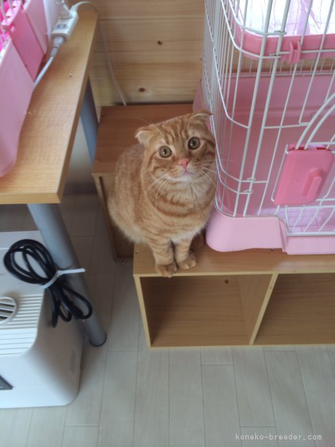 鈴木　勝善(すずき　かつよし)ブリーダー(愛知県・ブリティッシュショートヘアなど・ACC/JCU登録)の紹介写真3