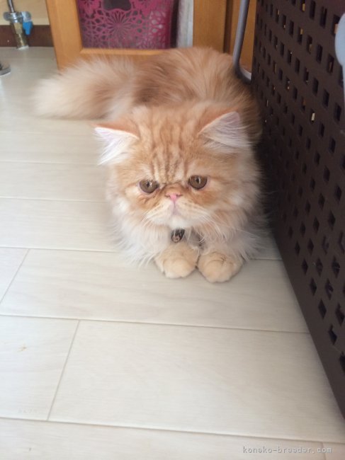 鈴木　勝善(すずき　かつよし)ブリーダー(愛知県・ブリティッシュショートヘアなど・ACC/JCU登録)の紹介写真4