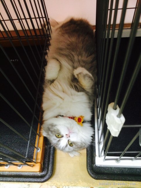 鈴木　勝善(すずき　かつよし)ブリーダー(愛知県・ブリティッシュショートヘアなど・ACC/JCU登録)の紹介写真5