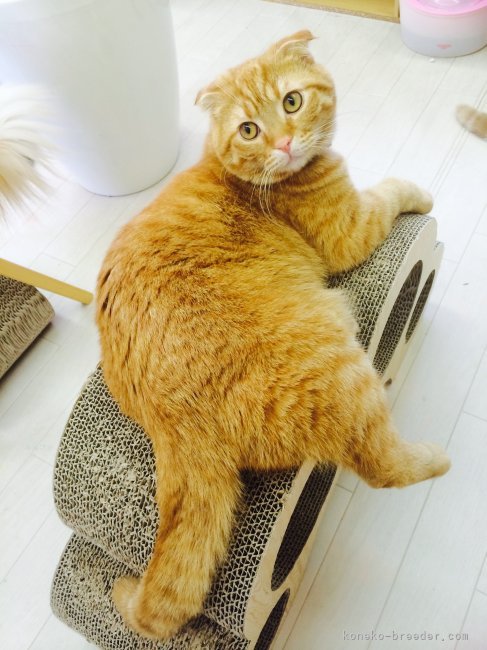 鈴木　勝善(すずき　かつよし)ブリーダー(愛知県・ブリティッシュショートヘアなど・ACC/JCU登録)の紹介写真6