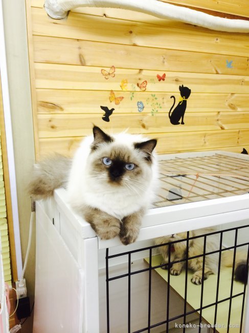 鈴木　勝善(すずき　かつよし)ブリーダー(愛知県・ブリティッシュショートヘアなど・ACC/JCU登録)の紹介写真7