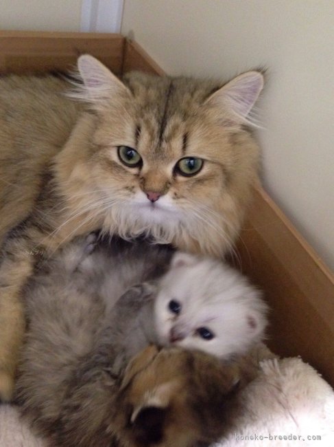 鈴木　勝善(すずき　かつよし)ブリーダー(愛知県・ブリティッシュショートヘアなど・ACC/JCU登録)の紹介写真9