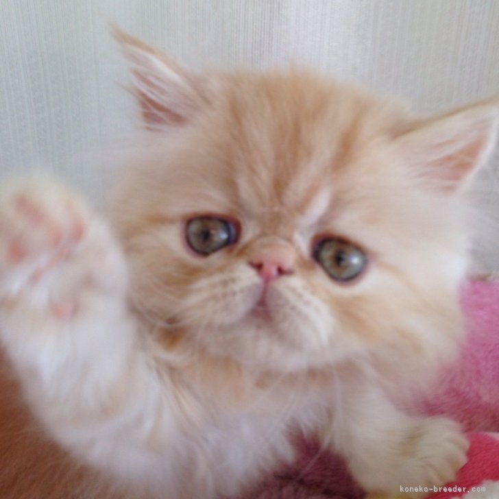 鈴木勝善ブリーダー