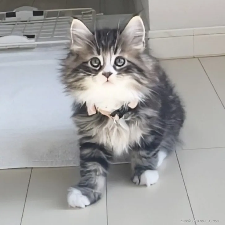 ID:2312-00379の子猫