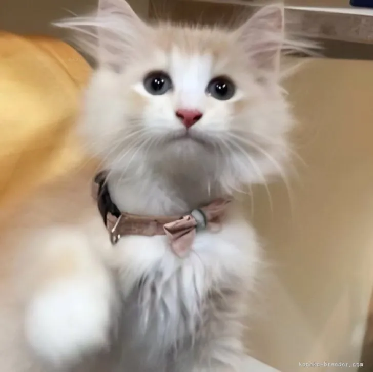 ID：2312-00060の子猫