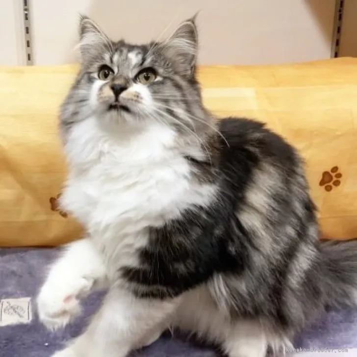 ID：2312-00072の子猫