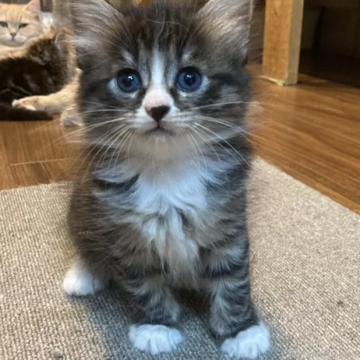 ID：2408-00613の子猫