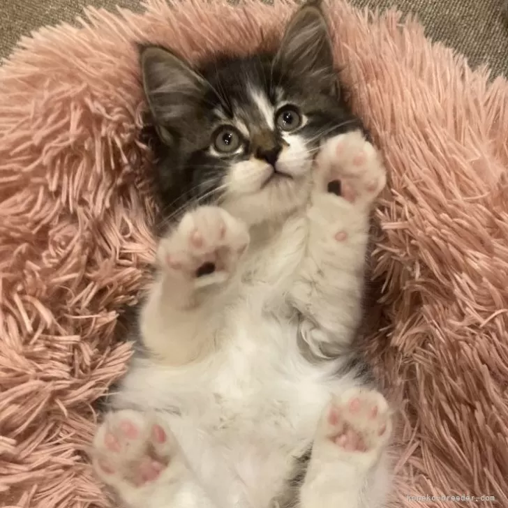 ID：2408-00612の子猫