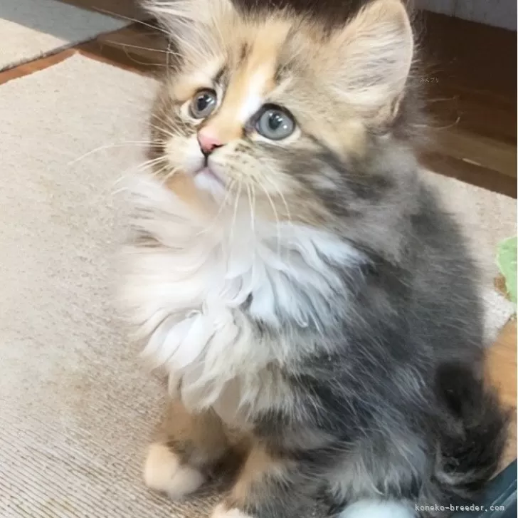 ID：2312-00358の子猫