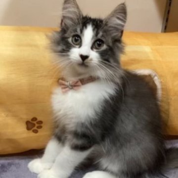 サイベリアン【神奈川県・男の子・2023年6月17日・ブラウンタビー&ホワイト（長毛）】の写真「クリスマスセール♪イケメン、優しい子です」