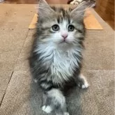 サイベリアン【神奈川県・女の子・2024年7月27日・キャリコ】の写真1