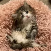 サイベリアン【神奈川県・女の子・2024年7月27日・キャリコ】の写真2