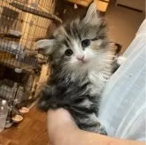 サイベリアン【神奈川県・女の子・2024年7月27日・キャリコ】の写真3「抱っこも大丈夫♡」