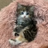 サイベリアン【神奈川県・女の子・2024年7月27日・キャリコ】の写真4