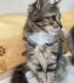 サイベリアン【神奈川県・女の子・2024年7月27日・キャリコ】の写真5