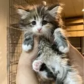 サイベリアン【神奈川県・女の子・2024年7月27日・キャリコ】の写真5