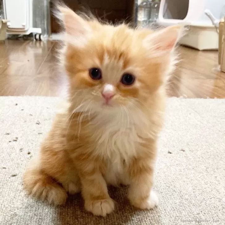 ID：2504-00499の子猫