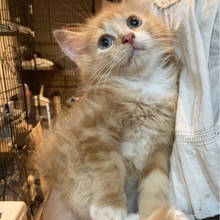 ID：2505-01312の子猫