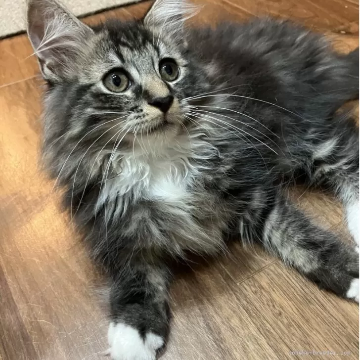 サイベリアン【神奈川県・男の子・2025年8月3日・ブラウンタビー&amp;ホワイト】の写真1