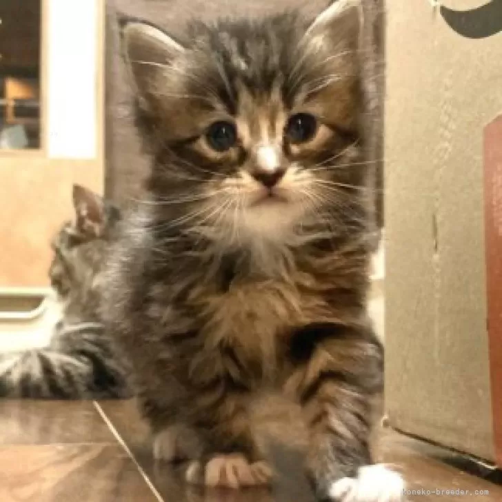 H.F 様のお迎えした子猫