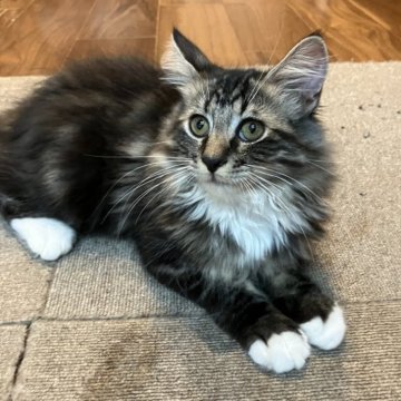 サイベリアン【神奈川県・男の子・2025年8月3日・ブラウンタビー&ホワイト】の写真「ふわふわで人気の白いソックス柄🎄 微笑み顔が可愛い」