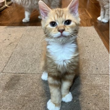 サイベリアン【神奈川県・男の子・2025年9月4日・レッドタビー&ホワイト】の写真「とても人懐っこい人気No.1色で白いソックちゃん♡」