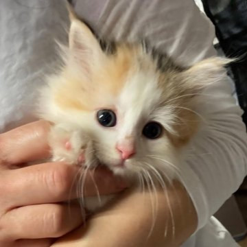 サイベリアン【神奈川県・女の子・2025年3月7日・キャリコ】の写真「人懐っこくお遊び上手💕ふっわふわ人気のキャリコ♪」