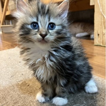 サイベリアン【神奈川県・女の子・2025年8月29日・キャリコ】の写真「ふわふわなキャリコ白いソックス柄💕人懐っこい動画」