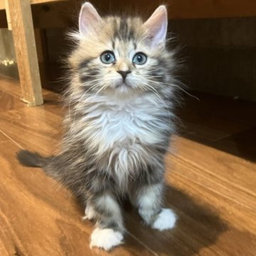 サイベリアン【神奈川県・女の子・2025年8月29日・キャリコ】の写真「ふわふわなキャリコ白いソックス柄♡人懐っこい動画」