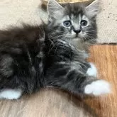 サイベリアン
