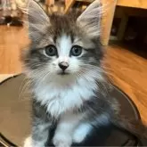 サイベリアン