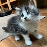サイベリアン