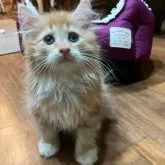 サイベリアン
