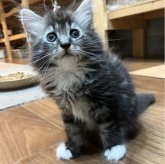 サイベリアン