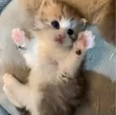 サイベリアン【神奈川県・男の子・2025年2月15日・シェーデッドシルバー&ホワイト】の写真1