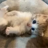 サイベリアン【神奈川県・男の子・2025年2月15日・シェーデッドシルバー&ホワイト】の写真4