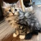 サイベリアン【神奈川県・女の子・2025年8月29日・キャリコ】の写真9