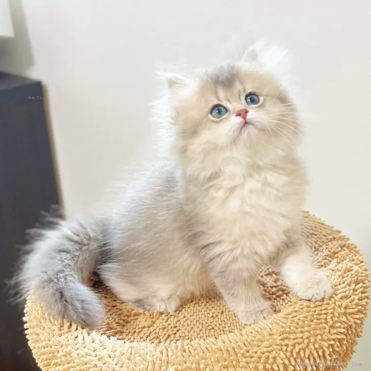 ID：2506-02446の子猫