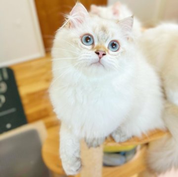 ブリティッシュショートヘア【埼玉県・男の子・2025年2月17日・ゴールデンポイント（ロングヘア、長毛ふわふわ）】の写真「両親外産🇷🇺、チャンピオンの子供🐱」