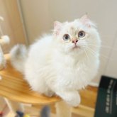 ブリティッシュショートヘア