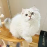 ブリティッシュショートヘア