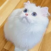 ブリティッシュロングヘア
