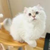 ブリティッシュロングヘア