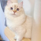 ブリティッシュロングヘア