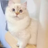 ブリティッシュロングヘア