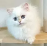 ブリティッシュロングヘア【埼玉県・女の子・2025年12月17日・チョコレートゴールデンポイント】の写真7「最新のお写真です（5月撮影）」