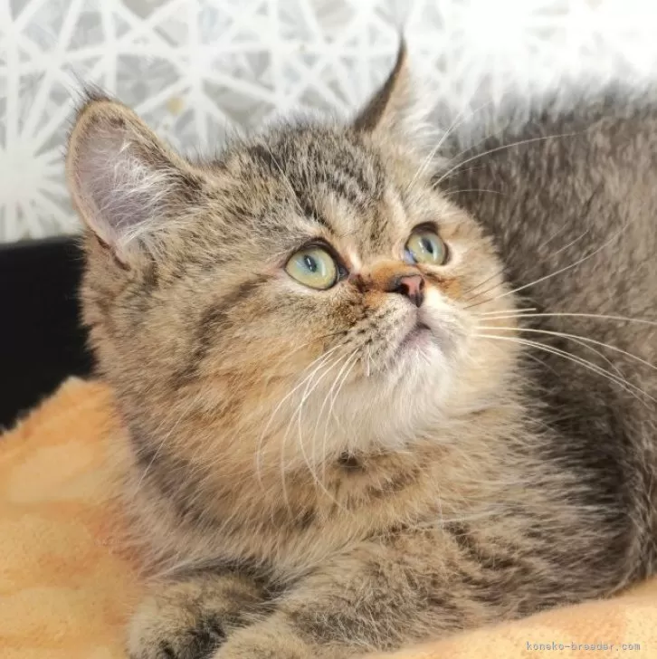 エキゾチックショートヘア【埼玉県・男の子・2024年7月28日・ブラウンタビー】の写真1