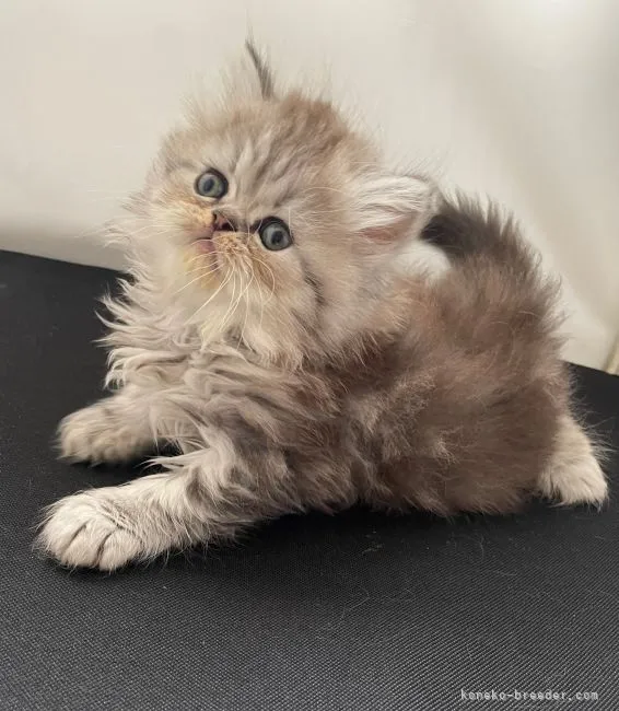 ID：2205-02852の子猫