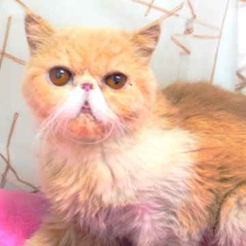 エキゾチックショートヘア【埼玉県・女の子・2022年8月7日・クリ―ムクラシックタビー/ホワイト】の写真「甘えん坊の女の子💓」