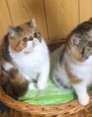 エキゾチックショートヘア【・女の子・2019年4月22日・ブラウンパッチドタビー＆ホワイト】